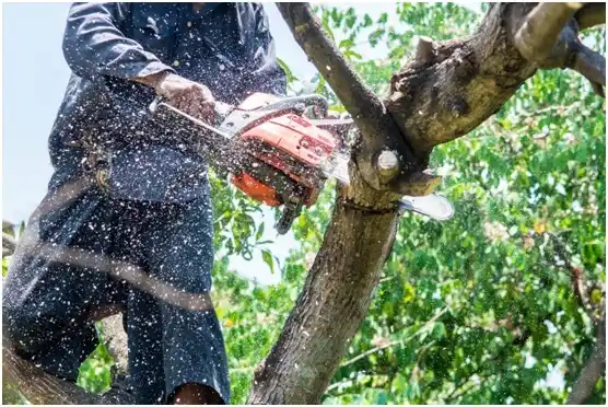 tree services Bon Air